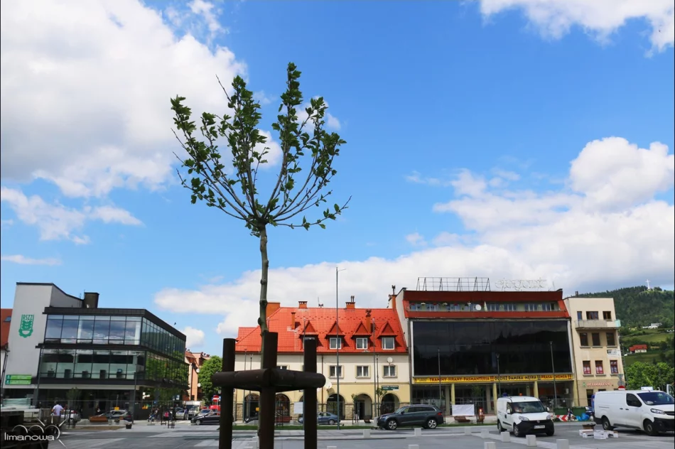 ROŚLINNOŚĆ NA LIMANOWSKIM RYNKU - zdjęcie 14