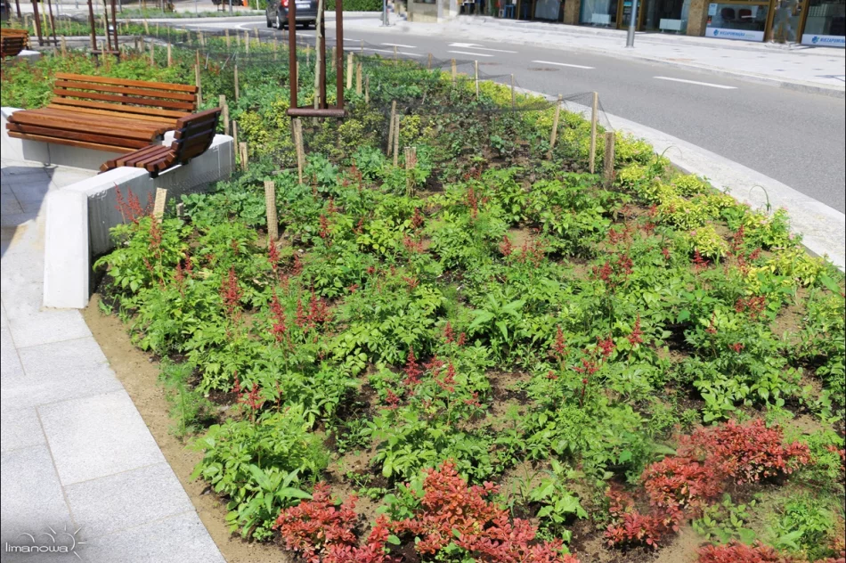 ROŚLINNOŚĆ NA LIMANOWSKIM RYNKU - zdjęcie 15