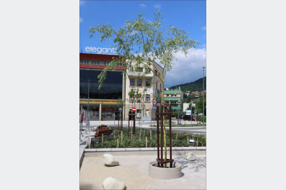 ROŚLINNOŚĆ NA LIMANOWSKIM RYNKU - zdjęcie 16