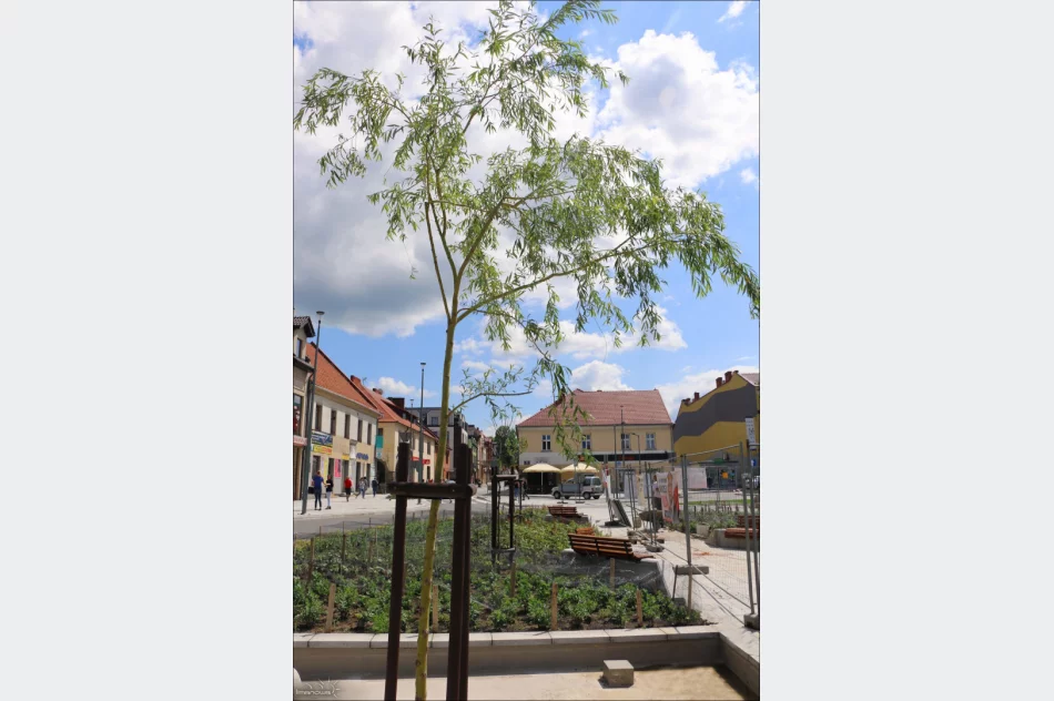 ROŚLINNOŚĆ NA LIMANOWSKIM RYNKU - zdjęcie 18