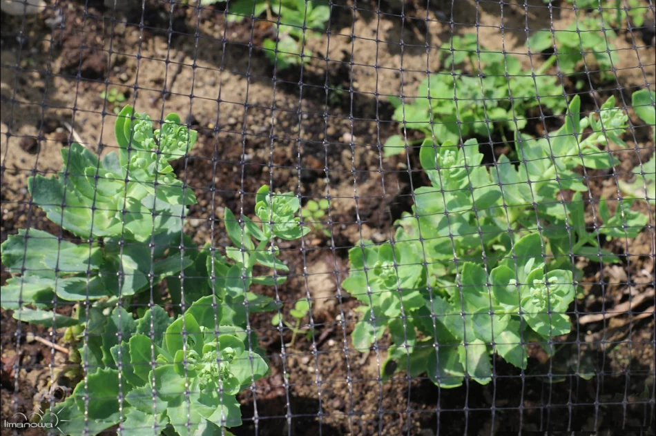 ROŚLINNOŚĆ NA LIMANOWSKIM RYNKU - zdjęcie 19