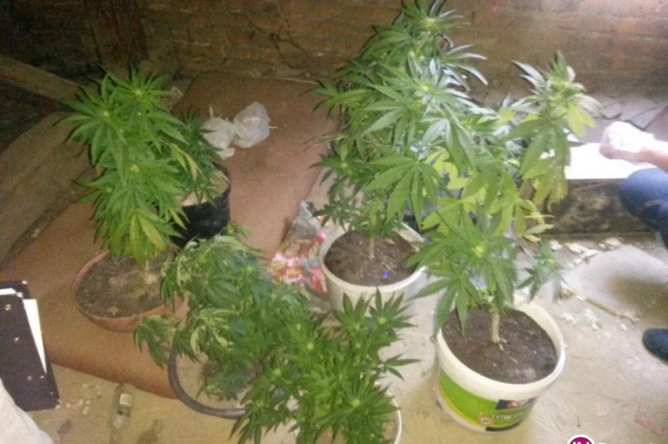 Uprawiał konopie… na dachu budynku - zdjęcie 2