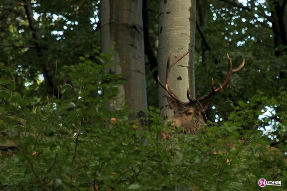 W sądeckich lasach jest... za cicho