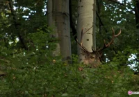 W sądeckich lasach jest... za cicho - zdjęcie główne