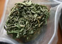 Marihuana nie jest dla młodzieży - ostrzegają badacze - zdjęcie główne