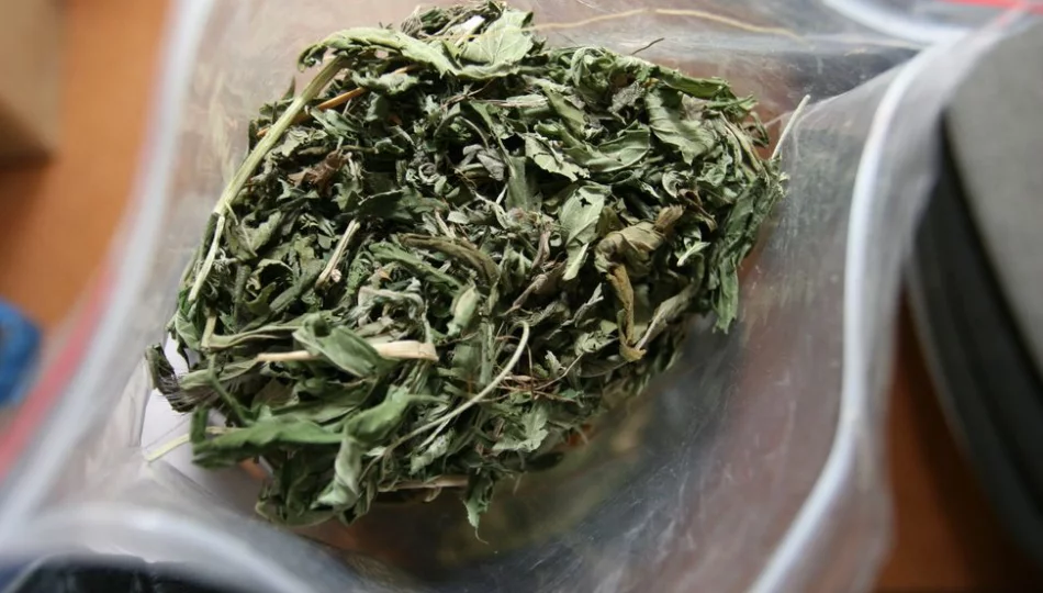 Marihuana nie jest dla młodzieży - ostrzegają badacze - zdjęcie 1