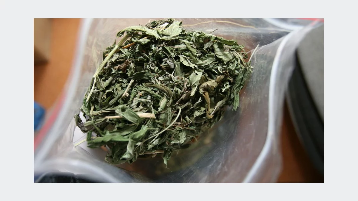 Marihuana nie jest dla młodzieży - ostrzegają badacze