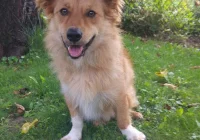 Szukamy właściciela lub opiekuna dla psa - zdjęcie główne