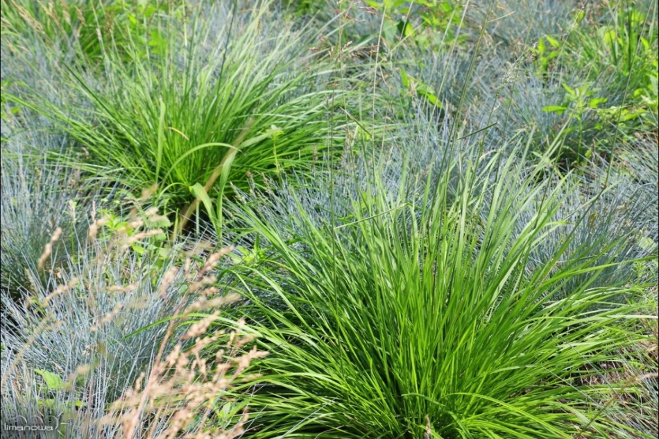 Kilka tysięcy roślin na rynku i nowa fontanna - zdjęcie 2