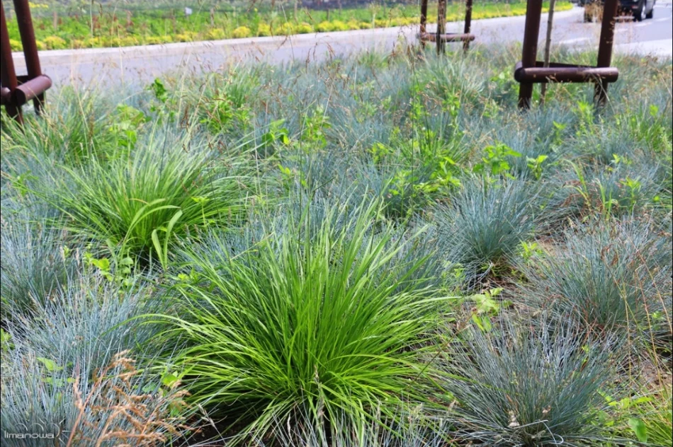 Kilka tysięcy roślin na rynku i nowa fontanna - zdjęcie 3