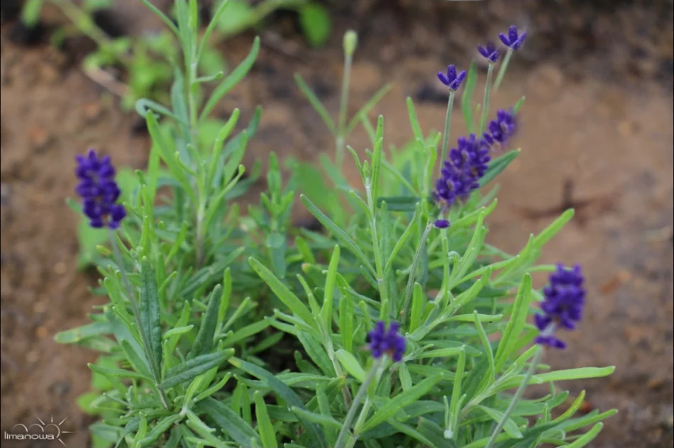 Kilka tysięcy roślin na rynku i nowa fontanna - zdjęcie 8