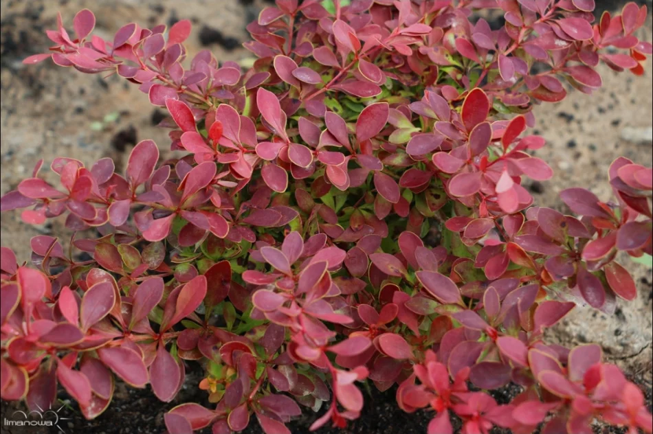 Kilka tysięcy roślin na rynku i nowa fontanna - zdjęcie 11