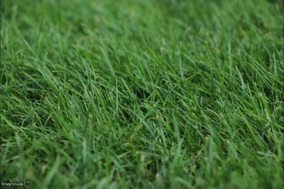 Kilka tysięcy roślin na rynku i nowa fontanna - zdjęcie 12