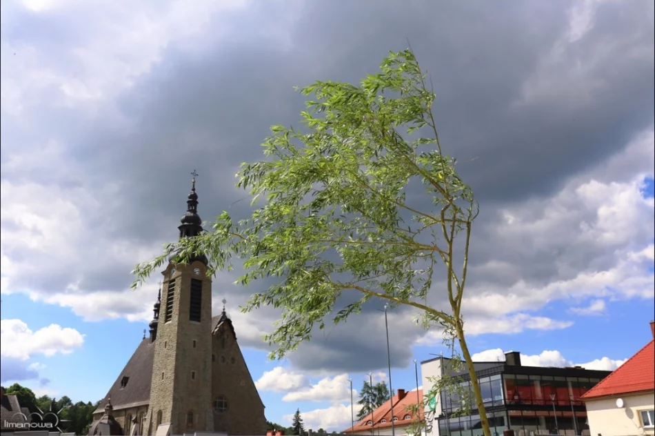 Kilka tysięcy roślin na rynku i nowa fontanna - zdjęcie 18