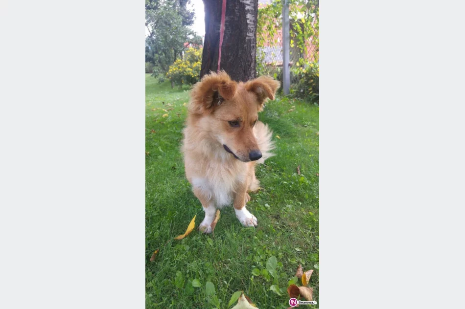 Szukamy właściciela lub opiekuna dla psa - zdjęcie 2