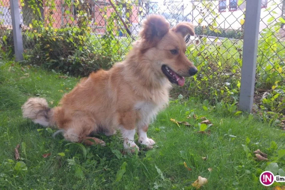 Szukamy właściciela lub opiekuna dla psa - zdjęcie 3