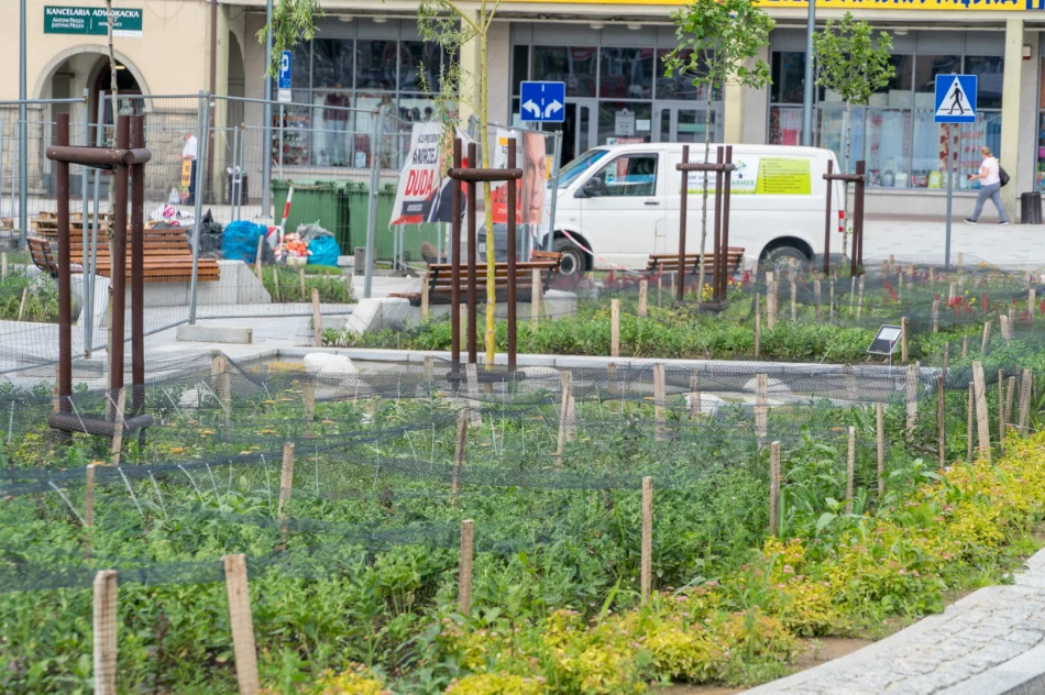 Rewitalizacja Rynku w Limanowej - postępy prac (30 czerwca 2020 roku) - zdjęcie 3