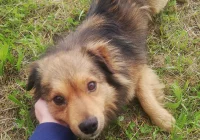 Szukamy właściciela lub opiekuna dla psa - zdjęcie główne