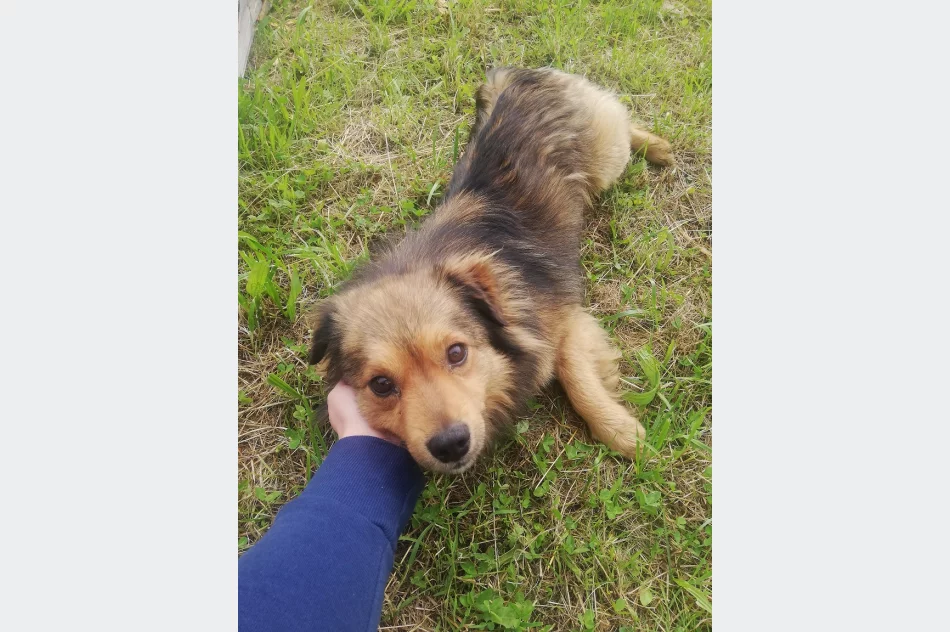 Szukamy właściciela lub opiekuna dla psa - zdjęcie 2