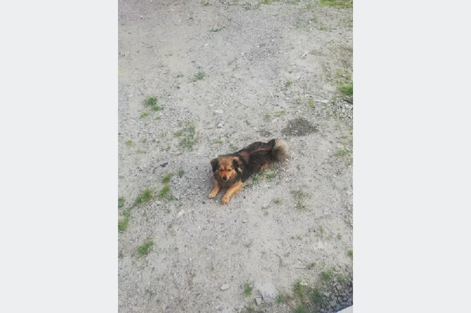 Szukamy właściciela lub opiekuna dla psa - zdjęcie 3