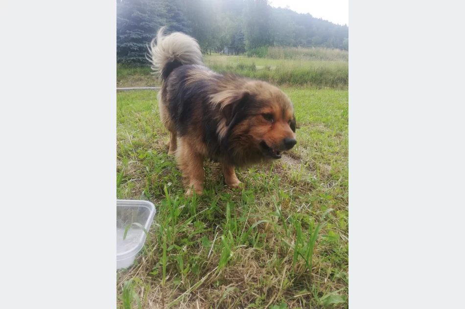 Szukamy właściciela lub opiekuna dla psa - zdjęcie 4