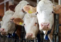 Rolnicy będą mogli liczyć na wsparcie  nawet do 7 tys. euro  - zdjęcie główne