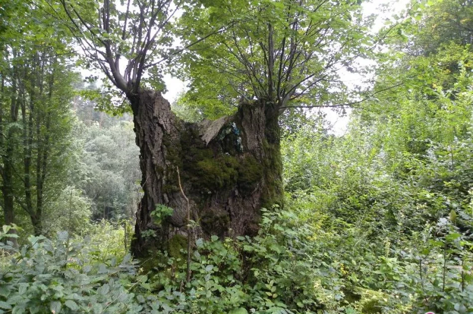 Postawią Podhalańczykom pomnik na Podkarpaciu - zdjęcie 3