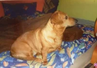 W Nowym Sączu zaginęła suczka, na znalazcę czeka nagroda - zdjęcie główne