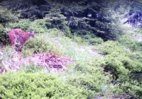 Rzadki drapieżnik uwieczniony na filmie z fotopułapki - zdjęcie główne