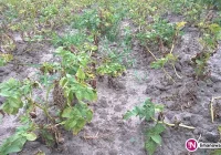 Susza - jak rolnicy mogą starać się o pomoc? - zdjęcie główne