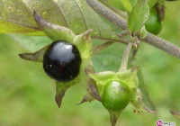 Zabija i leczy - uwaga na pokrzyka - wilczą jagodę - zdjęcie główne