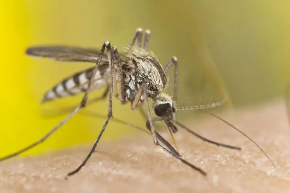 Koronawirus SARS-CoV-2 nie jest przenoszony przez komary