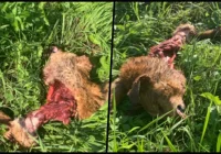 Pies pożarty 100 metrów od domu. Padł ofiarą wilków? - zdjęcie główne