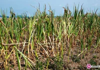 Susza, duża aktywność szerszeni, śnięcia ryb to skutki upałów - zdjęcie główne