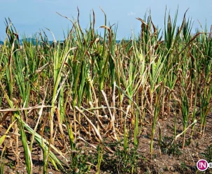 Susza, duża aktywność szerszeni, śnięcia ryb to skutki upałów - zdjęcie główne