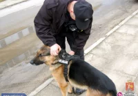 Policyjny pies uciekł z komendy i pogryzł kobietę. Sprawę próbowano zatuszować? - zdjęcie główne