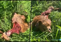 Nadleśnictwo potwierdza: psa zaatakowały i pożarły wilki - zdjęcie główne