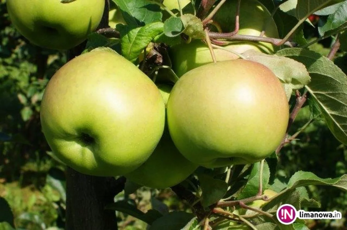 Nowa odmiana jabłoni wyhodowana przez SGGW