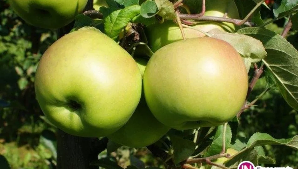Nowa odmiana jabłoni wyhodowana przez SGGW - zdjęcie 1