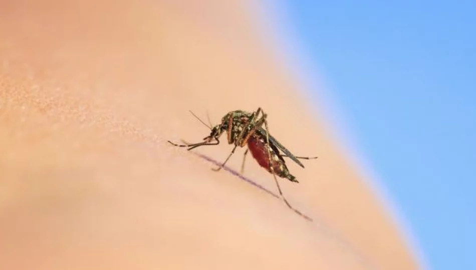 Jak korzystać ze środków odstraczających komary? Radzi ekspertka - zdjęcie 1