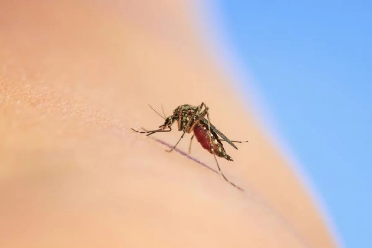 Jak korzystać ze środków odstraczających komary? Radzi ekspertka