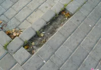 Znowu kradną kostkę na „Kocich Plantach” - zdjęcie główne