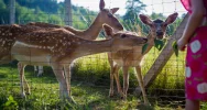 Skansen na Jędrzejkówce zaprasza!!! - zdjęcie 5