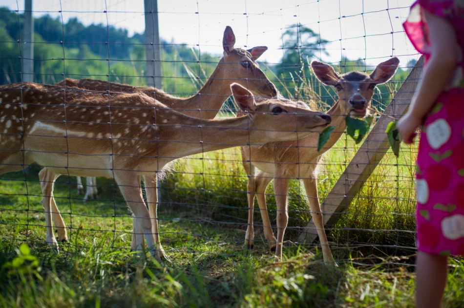 Skansen na Jędrzejkówce zaprasza!!! - zdjęcie 5
