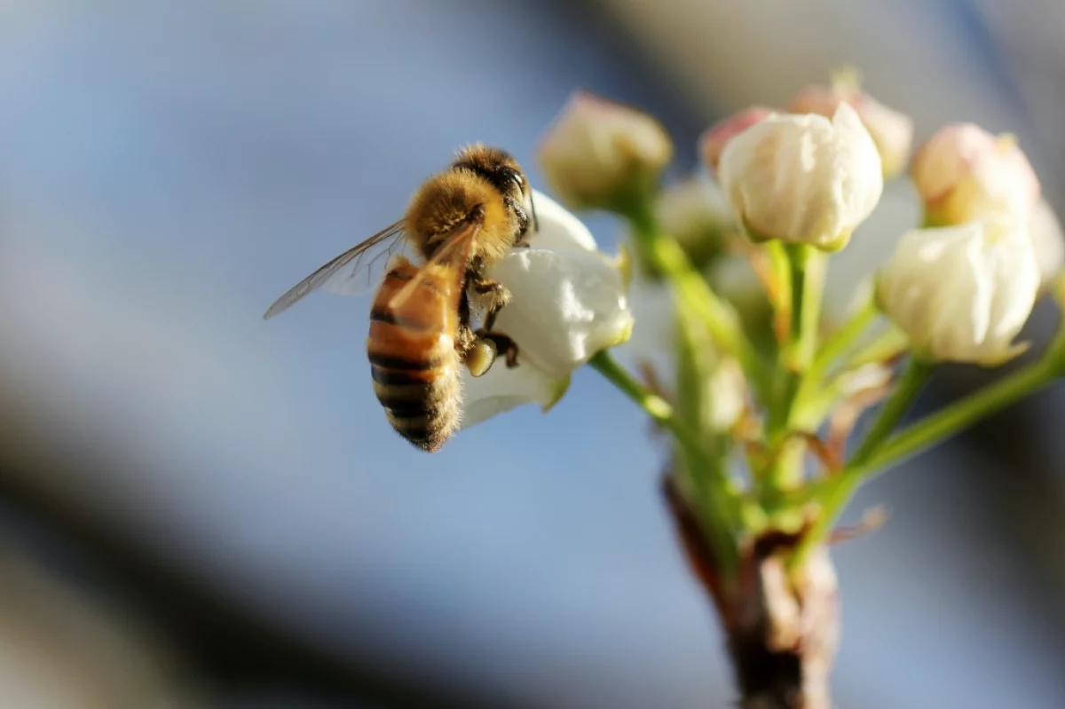 LOT zrealizuje pszczelarski projekt