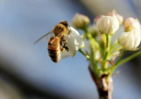 LOT zrealizuje pszczelarski projekt - zdjęcie główne