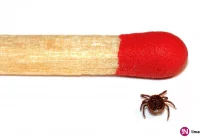 Kleszcze i borelioza - to warto wiedzieć - zdjęcie główne