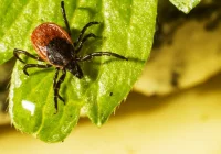 Fakty i mity o kleszczach - zdjęcie główne