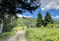 Drewno z lasów trafi do elektrowni - zdjęcie główne