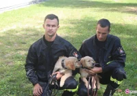 Psy do zadań specjalnych - zdjęcie główne